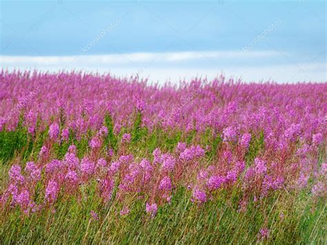 Beautiful Meadow Of Pink Wildflowers — Stock Photo © Julietart 24175541