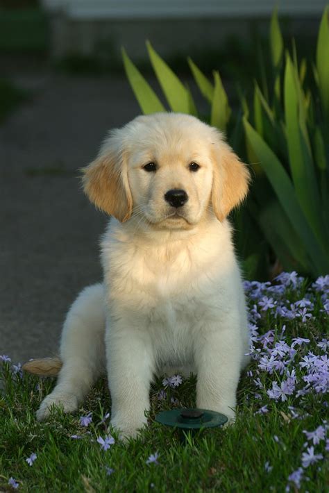 Golden Retriever Puppy Rob Kleine Flickr