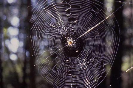 Custom designs are faster and easier to build without code. Myth: Orb or round spider webs are "normal" | Burke Museum