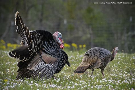 Fall Turkey Hunting Season Takes Flight In Texas Texas Farm Bureau