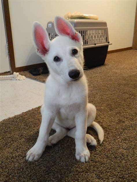 If you find a breeder in los angeles, california or an online advertisement on craigslist advertising a litter of puppies for free or to a good home. White German Shepherd Puppies With Blue Eyes For Sale