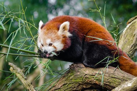 10 Reasons Red Panda Cubs Are Very Beautiful Of All