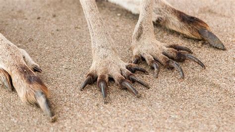 Can You Identify The Animal From Its Claws Howstuffworks