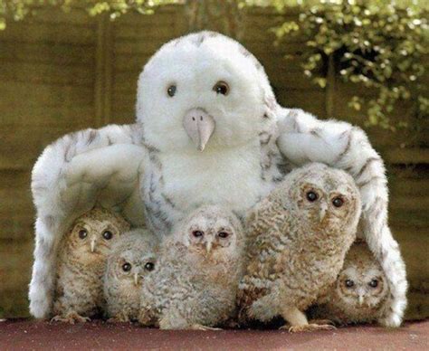 The Owl Very Cute And Lovely Bird Photographs Funny