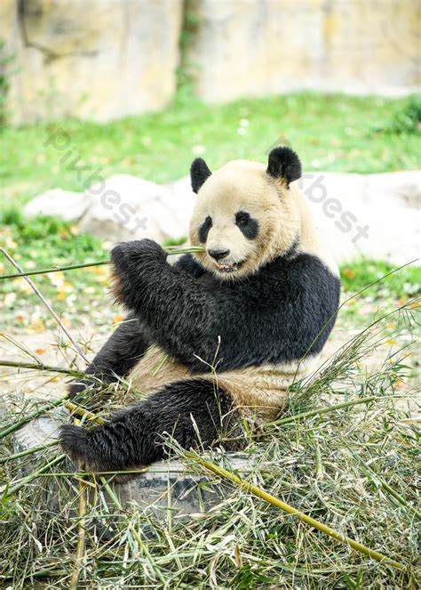 Giant Pandas Cute Zoo Photography Panda Psd Backgrounds Free Download