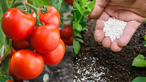 O Melhor Adubo Para O Tomateiro Florescer Rápido Aprenda Youtube