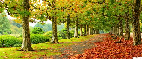Amazing Autumn Background Hd Wallpaper Download