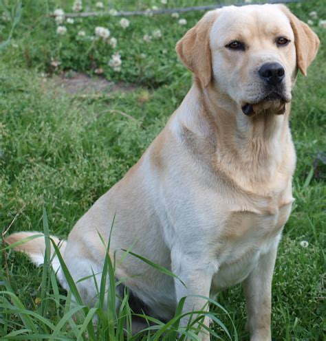 Look at pictures of labrador retriever puppies who need a home. File:Labrador-retriever.jpg - Wikimedia Commons