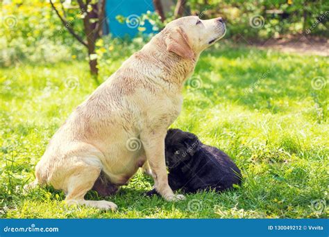 A Mother Dog And A Small Puppy In The Garden Stock Photo Image Of