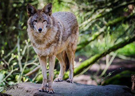 North American Coyote Photograph By Puget Exposure