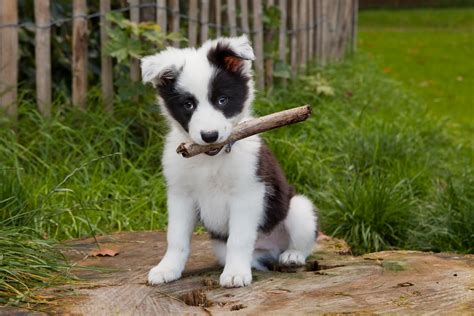Maybe you would like to learn more about one of these? border collie puppy - West Wichita Pet Clinic