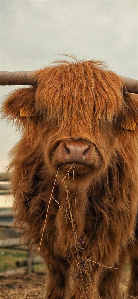 Highland Cow Wallpapers Wallpaper Cave