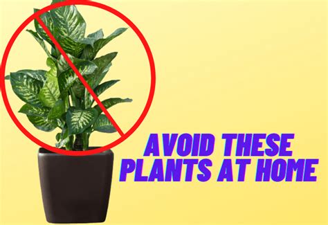 Plants You Should Never Keep Indoors Whether At Work Or Home Pragativadi