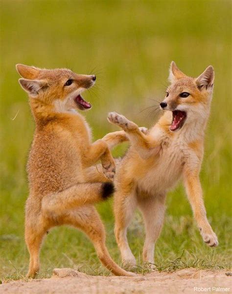 Swift Foxes Pawnee National Grasslands Colorado Animals And Pets
