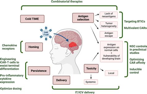 Frontiers The Road To Car T Cell Therapies For Pediatric Cns Tumors