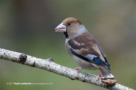 Coccothraustes Coccothraustes Hawfinch Frosone Flickr