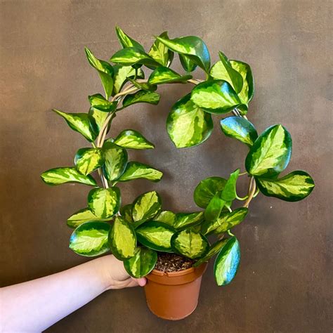 The australis plant is relatively easy to take care of and puts out beautiful white flowers if kept in the right conditions. Hoya australis 'Lisa' (hoop) - grow urban.