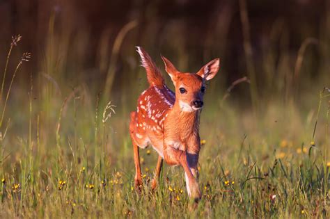 Whitetail Deer Fawn Running In Flowers Fine Art Photo Print Photos By