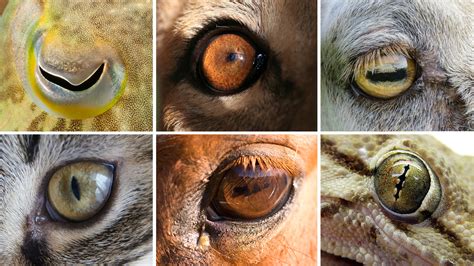 Eye Shapes Of The Animal World Hint At Differences In Our Lifestyles