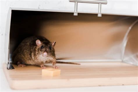 6 Things That Attract Rats To Your House Midway Pest Management