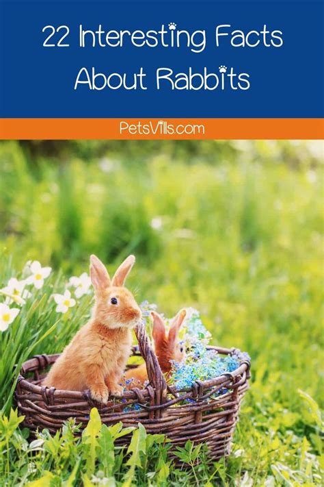 22 Interesting Facts About Rabbits Fun Things To Know