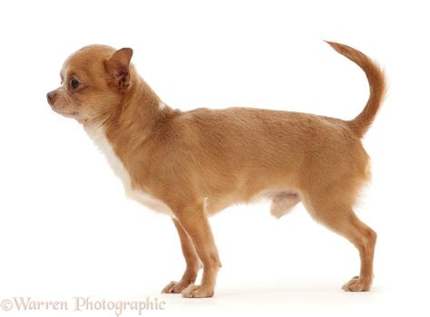 Chihuahua Dog Standing Photo Wp48911