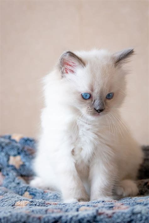 This video shows a ragdoll cat being picked up and also a ragdoll cat being held. Pin by Mary on Kittens in 2020 | Ragdoll cat, Gorgeous ...