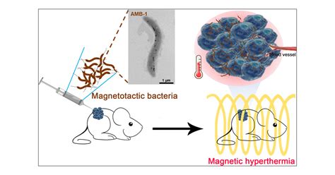 Smart Magnetotactic Bacteria Enable The Inhibition Of Neuroblastoma