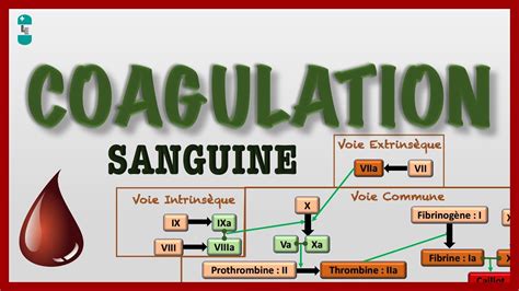 Coagulation Sanguine Ou Hémostase Et Sa Cascade Voie Intrinsèque