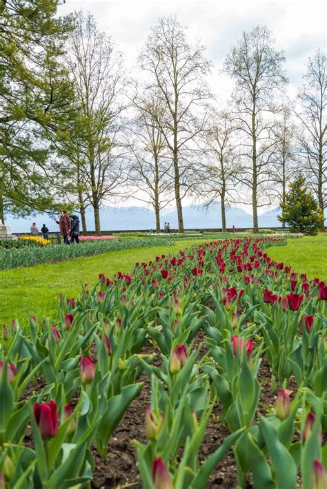 Spring At The Morges Tulip Festival The Taste Edit