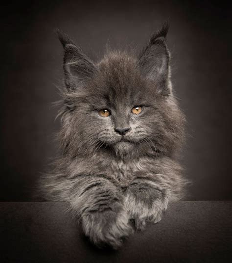 14 Incredible Portraits Of Maine Coon Cats You Need To See
