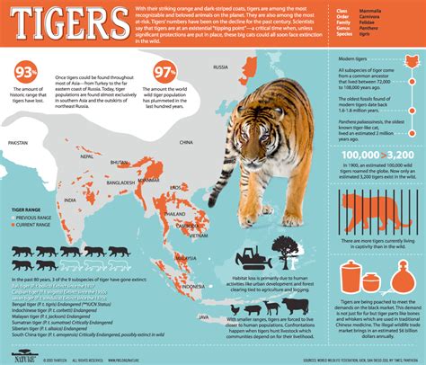 Save The Tigers Infographics By