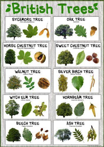British Trees Nature Poster Paper Laminated A2 Size 42 X 594 Cm