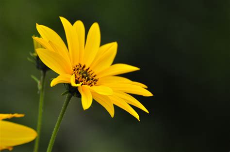 Gelbe Pflanze Foto & Bild | pflanzen, pilze & flechten, blüten- & kleinpflanzen, wildpflanzen ...