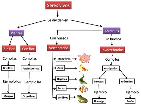 Mapa Conceptual Taxonomia De Los Seres Vivos Png Plural Images