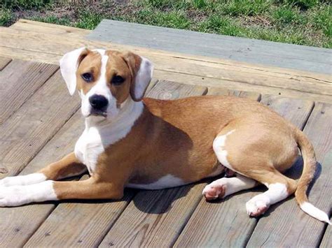 Beagle Boxer Mix Puppies For Sale Petsidi
