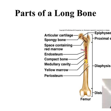 The blood vessels inside a bone. Long bone structure