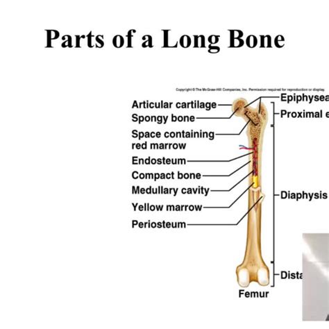 The outer part of a long bone is made of compact bone. Long bone structure