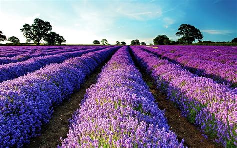1920x1080px 1080p Free Download Lavender Field Blossoms Trees