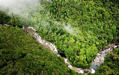 Rainforest Daintree Forest Queensland Wallpapers Iphone Australien