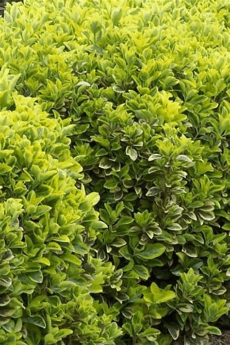 7 Fast Growing Evergreen Trees And Shrubs