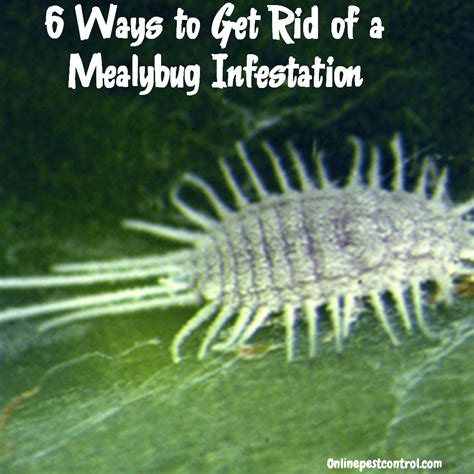 6 Ways To Get Rid Of Mealybugs On Your Plants Online