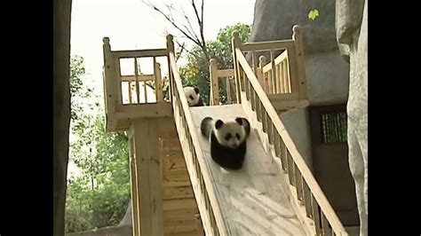 Cute Pandas Playing On The Slide Youtube