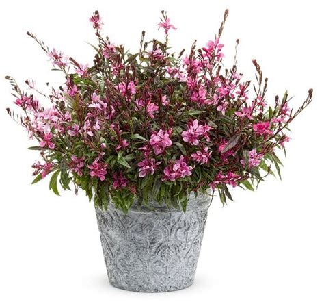 49 Best Shrubs For Containers Bushes For Pots Container Plants