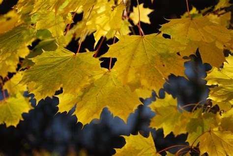 Maple Autumn Leaves Free Image Download