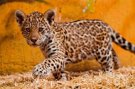 Jaguar Cubs American Jaguar Cubs Venture Out In Europe