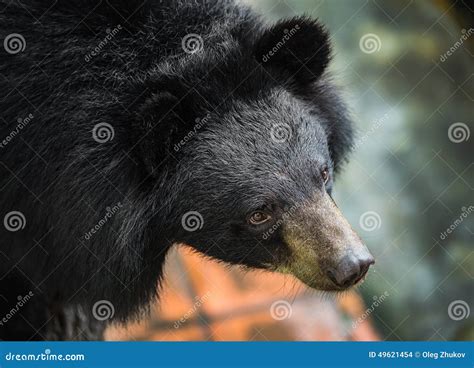 Asiatic Black Bear Stock Photo Image Of Asian India 49621454