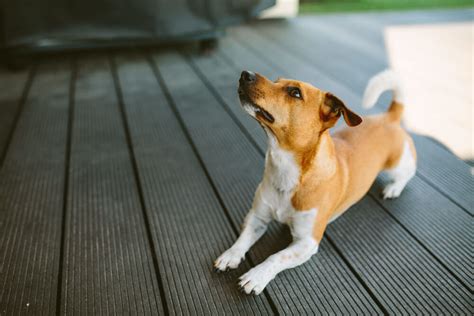 Orange Dog Poop Causes Meaning And Treatments Animal Buzz