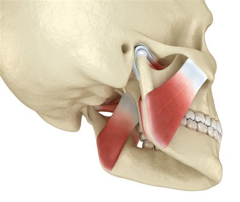 Having Jaw Pain On One Side Here Are Some Common Causes Integrity Physio