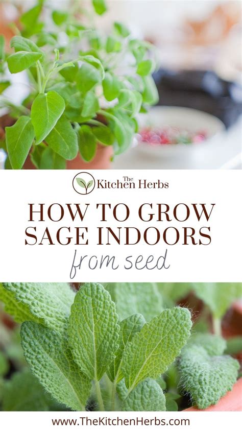 Growing Sage Indoors From Seed Artofit